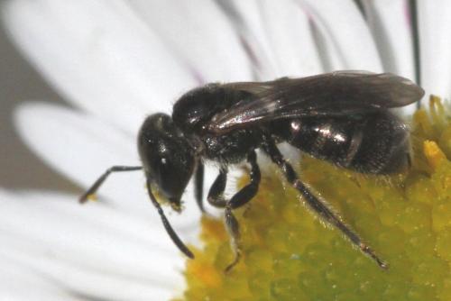 Réf. 243 148 : Lasioglossum sp.